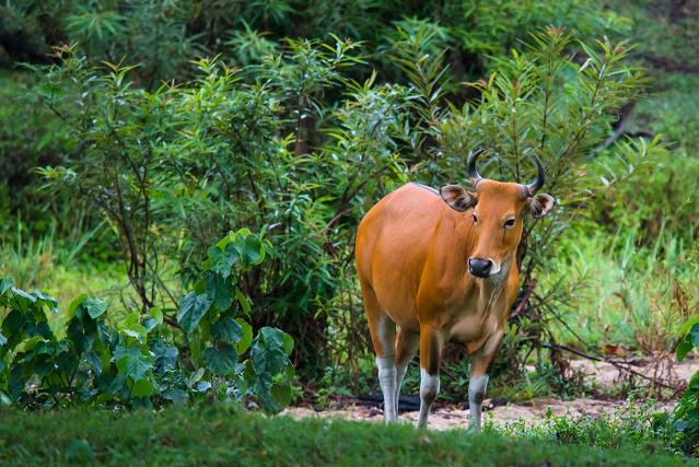 Thung Yai Naresuan Wildlife Sanctuary